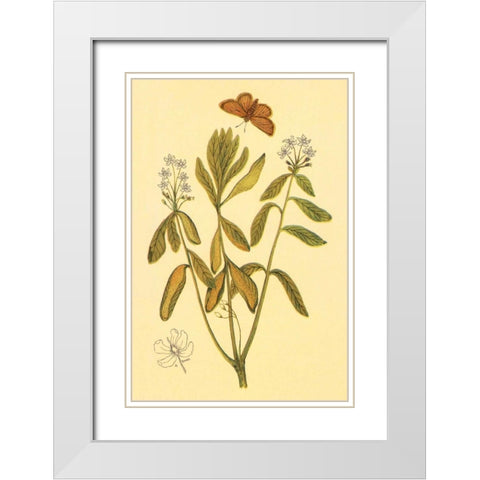 Labrador Tea White Modern Wood Framed Art Print with Double Matting by PI Collection