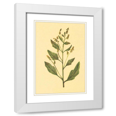 Lambs Quarters White Modern Wood Framed Art Print with Double Matting by PI Collection
