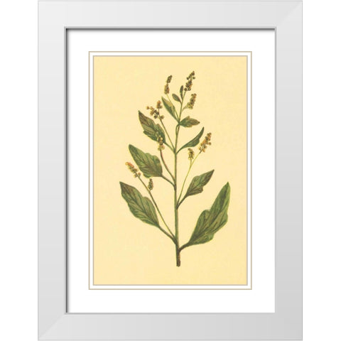 Lambs Quarters White Modern Wood Framed Art Print with Double Matting by PI Collection