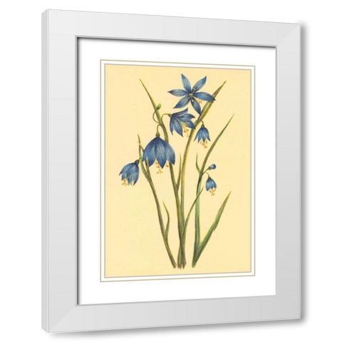 Large Flowered Blue Eyed Grass White Modern Wood Framed Art Print with Double Matting by PI Collection