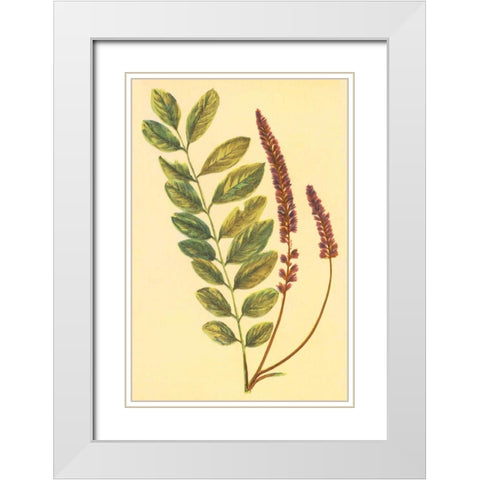 Lead Plant White Modern Wood Framed Art Print with Double Matting by PI Collection