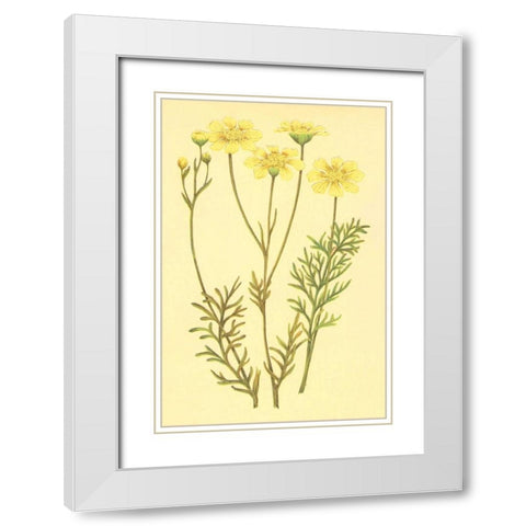 Newberry Leucampyx White Modern Wood Framed Art Print with Double Matting by PI Collection