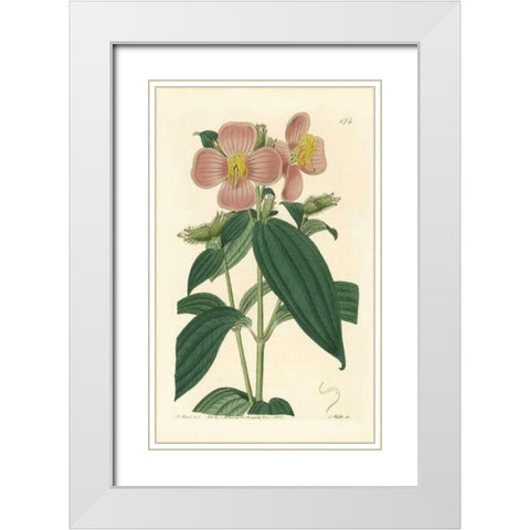 Osbekia Stellata White Modern Wood Framed Art Print with Double Matting by PI Collection
