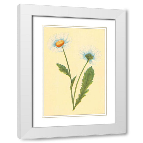 Ox Eye Daisy with Whiteweed White Modern Wood Framed Art Print with Double Matting by PI Collection