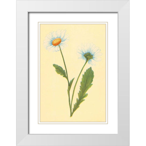 Ox Eye Daisy with Whiteweed White Modern Wood Framed Art Print with Double Matting by PI Collection