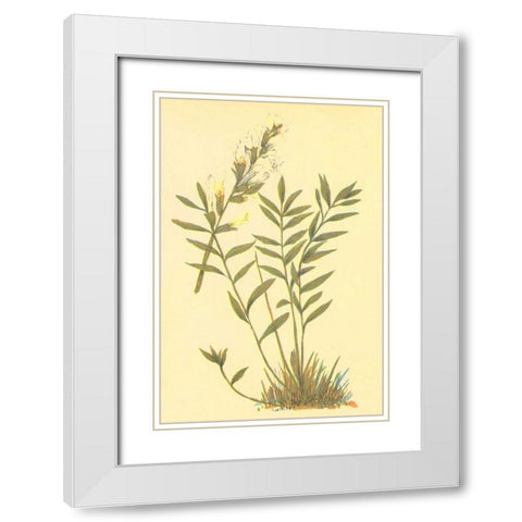 Oxytropis Lamberti White Modern Wood Framed Art Print with Double Matting by PI Collection