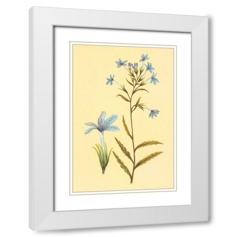 Palmerella Debillis Serratta White Modern Wood Framed Art Print with Double Matting by PI Collection