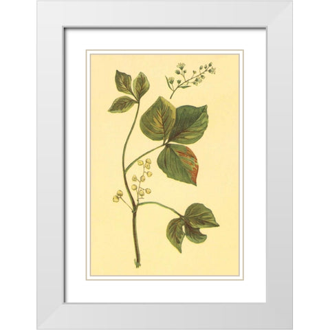 Poison Ivy and Poison Oak White Modern Wood Framed Art Print with Double Matting by PI Collection
