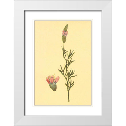 Praire Clover White Modern Wood Framed Art Print with Double Matting by PI Collection