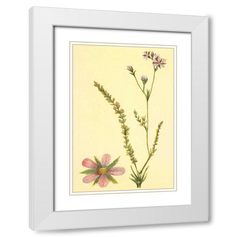 Purplish Horkelia White Modern Wood Framed Art Print with Double Matting by PI Collection