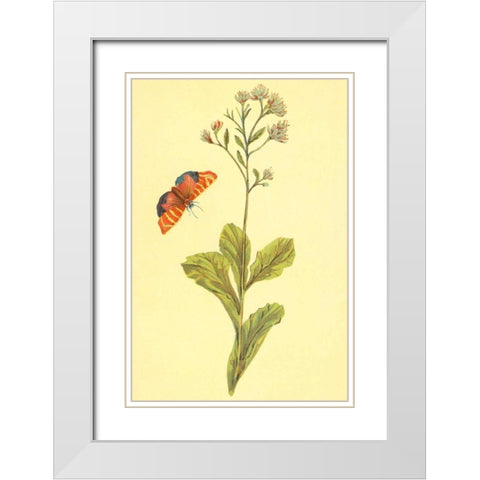 Sedum Telephium White Modern Wood Framed Art Print with Double Matting by PI Collection