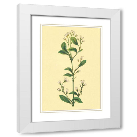 Service Berry and Shad Bush White Modern Wood Framed Art Print with Double Matting by PI Collection