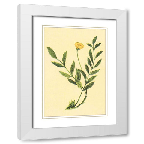 Silver Weed White Modern Wood Framed Art Print with Double Matting by PI Collection