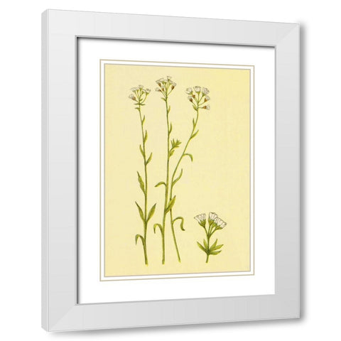 Smooth Rock Cress White Modern Wood Framed Art Print with Double Matting by PI Collection