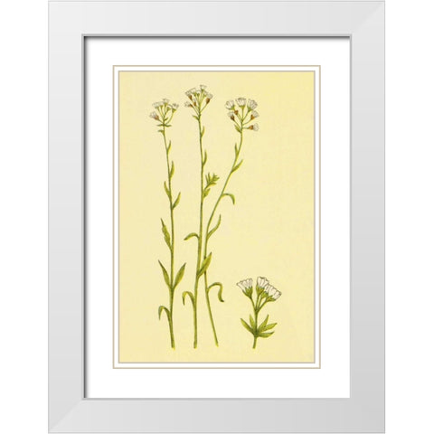 Smooth Rock Cress White Modern Wood Framed Art Print with Double Matting by PI Collection