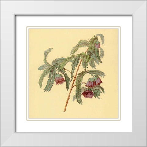 Spaendoncea Tamarandifolia White Modern Wood Framed Art Print with Double Matting by PI Collection