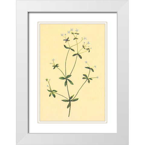 Sweet Scented Bedstraw White Modern Wood Framed Art Print with Double Matting by PI Collection