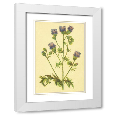 Thistle White Modern Wood Framed Art Print with Double Matting by PI Collection