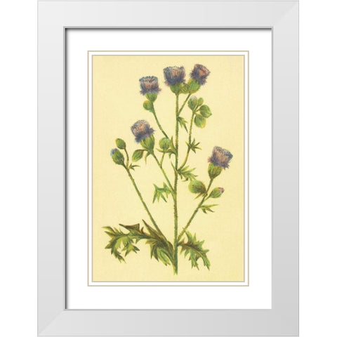 Thistle White Modern Wood Framed Art Print with Double Matting by PI Collection