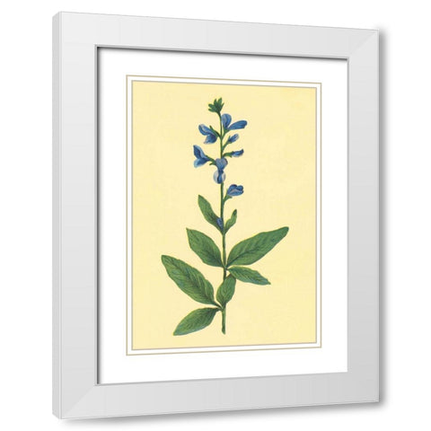 Tick Trefoil White Modern Wood Framed Art Print with Double Matting by PI Collection