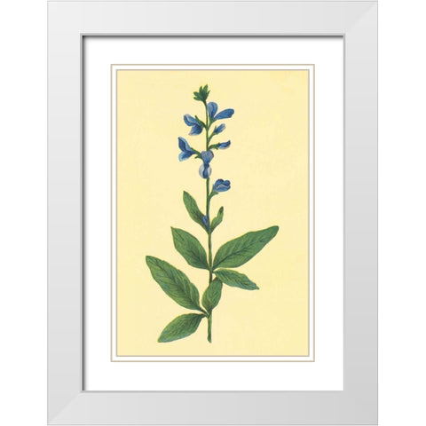 Tick Trefoil White Modern Wood Framed Art Print with Double Matting by PI Collection