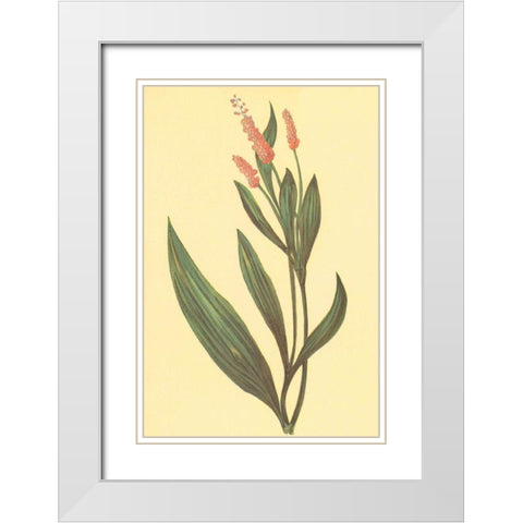 Water Knotweed White Modern Wood Framed Art Print with Double Matting by PI Collection