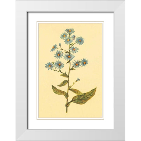 Wavy Leaved Aster White Modern Wood Framed Art Print with Double Matting by PI Collection