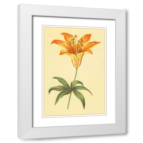 Wild Orange Lily White Modern Wood Framed Art Print with Double Matting by PI Collection
