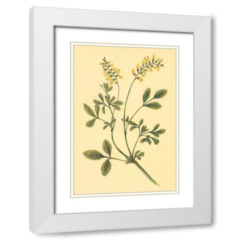 Yellow Melilot and Sweet Clover White Modern Wood Framed Art Print with Double Matting by PI Collection