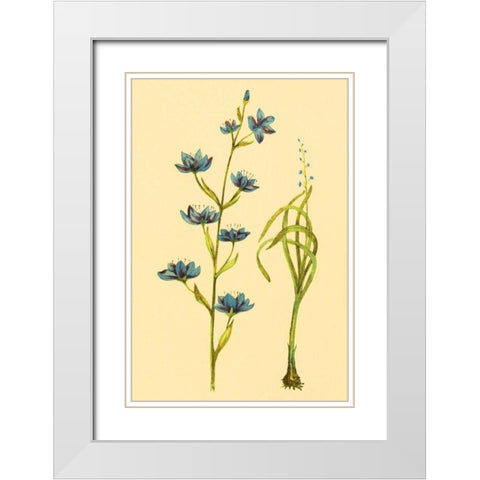 Zygadenus White Modern Wood Framed Art Print with Double Matting by PI Collection