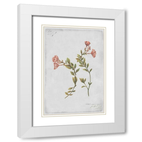 Epilobium Rigidum White Modern Wood Framed Art Print with Double Matting by PI Collection