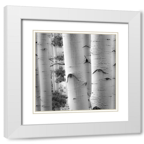 Birches in Grey I White Modern Wood Framed Art Print with Double Matting by Cotter, Rick