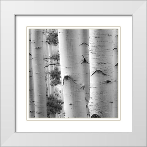 Birches in Grey I White Modern Wood Framed Art Print with Double Matting by Cotter, Rick