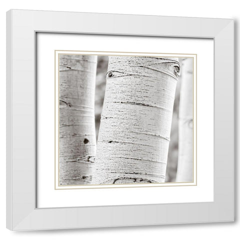 Birches in Grey II White Modern Wood Framed Art Print with Double Matting by Cotter, Rick