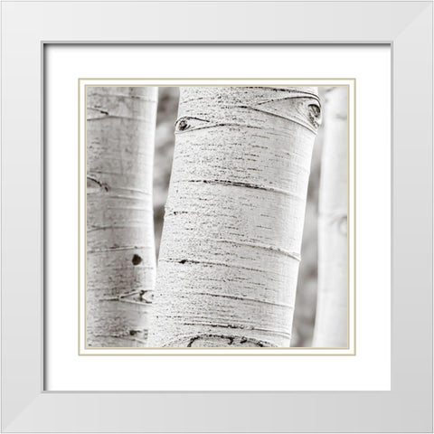 Birches in Grey II White Modern Wood Framed Art Print with Double Matting by Cotter, Rick