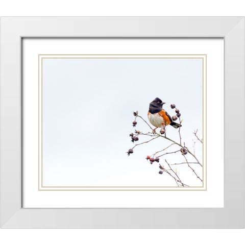 Towhee White Modern Wood Framed Art Print with Double Matting by Cozart, Rebecca