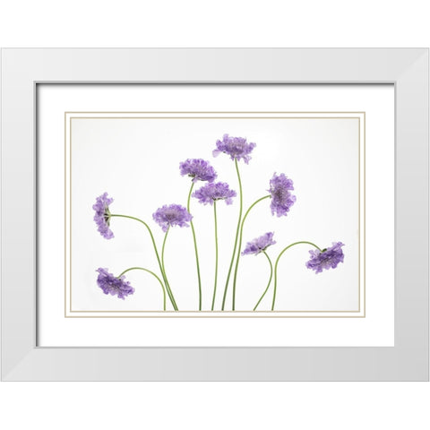 Pincushions 2 White Modern Wood Framed Art Print with Double Matting by Cozart, Rebecca