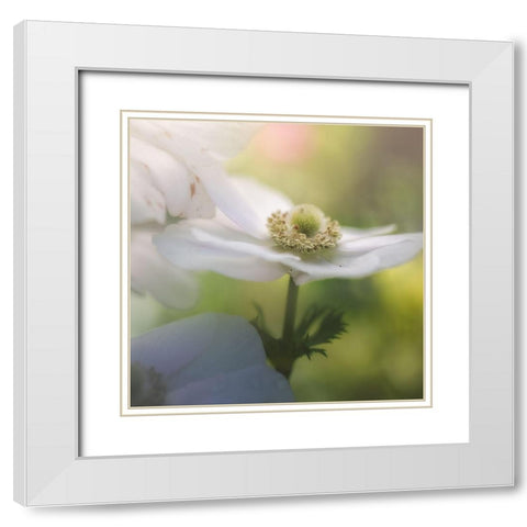 Chiffon I White Modern Wood Framed Art Print with Double Matting by Schenck, Robert