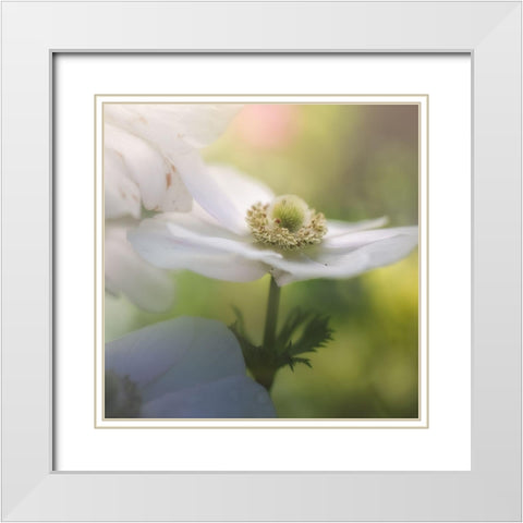 Chiffon I White Modern Wood Framed Art Print with Double Matting by Schenck, Robert