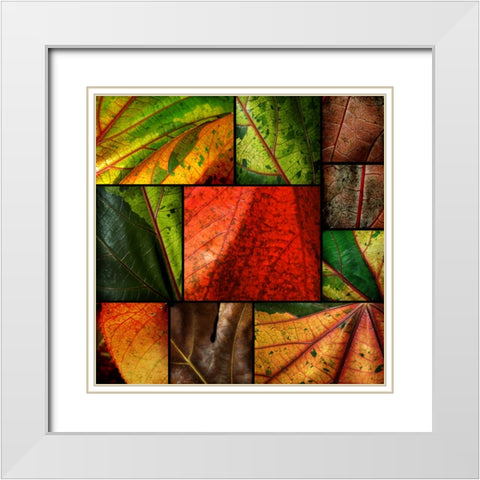 Patch Leaves White Modern Wood Framed Art Print with Double Matting by Scaroni, Roberto