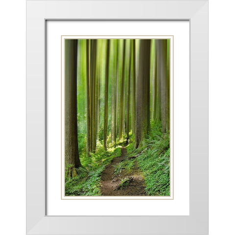 Enchanted Forest White Modern Wood Framed Art Print with Double Matting by Schwartz, Don