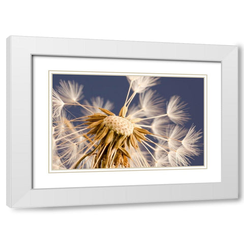 andelion Explosion White Modern Wood Framed Art Print with Double Matting by Schwartz, Don