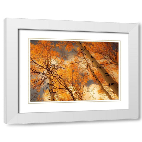 Towering Aspens White Modern Wood Framed Art Print with Double Matting by Schwartz, Don