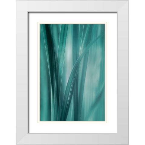 Summer Grasses  White Modern Wood Framed Art Print with Double Matting by Schwartz, Don