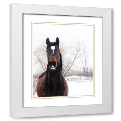 Stable Brown Horse  White Modern Wood Framed Art Print with Double Matting by Kedron, Chelsea