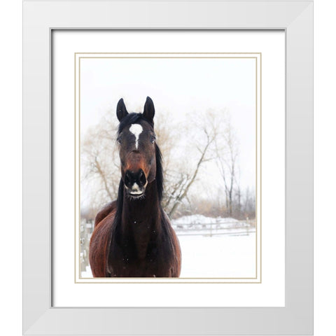 Stable Brown Horse  White Modern Wood Framed Art Print with Double Matting by Kedron, Chelsea