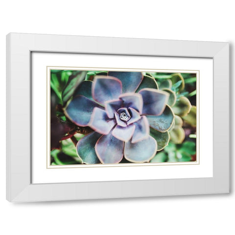 Succulence Beauty  White Modern Wood Framed Art Print with Double Matting by Victoria, Chelsea