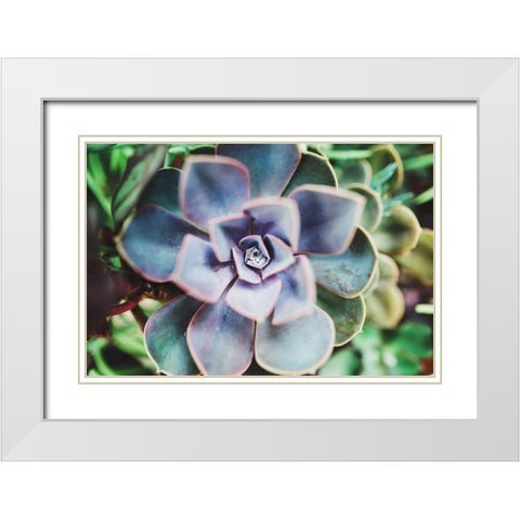 Succulence Beauty  White Modern Wood Framed Art Print with Double Matting by Victoria, Chelsea