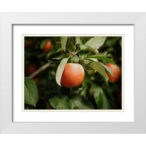 The Red Apple  White Modern Wood Framed Art Print with Double Matting by Kedron, Chelsea
