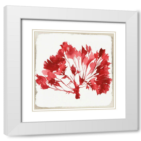 Red Coral IV White Modern Wood Framed Art Print with Double Matting by Wilson, Aimee